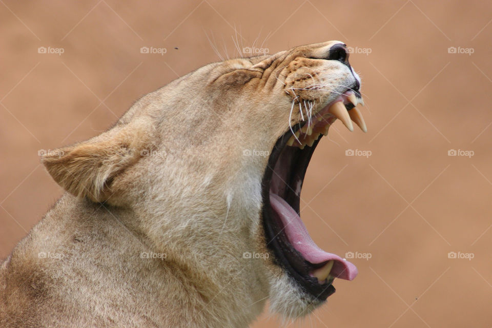 Close-up of lioness yawning