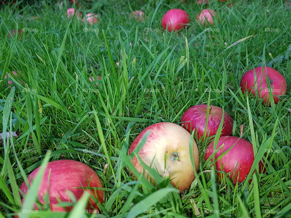 colouful fallen apples