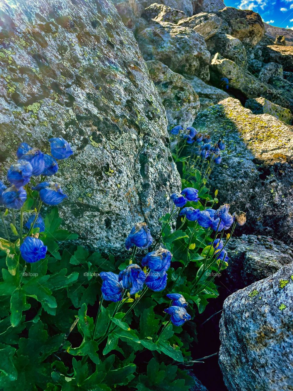 Most Valuable Auspicious Scented Flowers of Himalayan Peaks