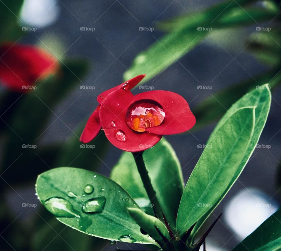 Christ thorn flower and rain drops on the surface 