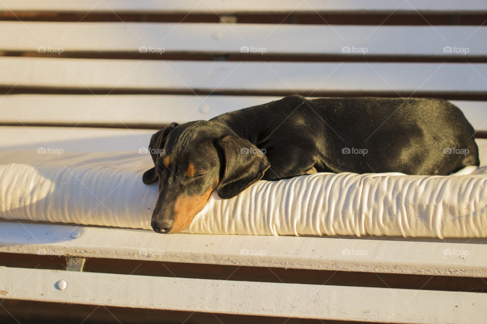 puppy sleeping under chair