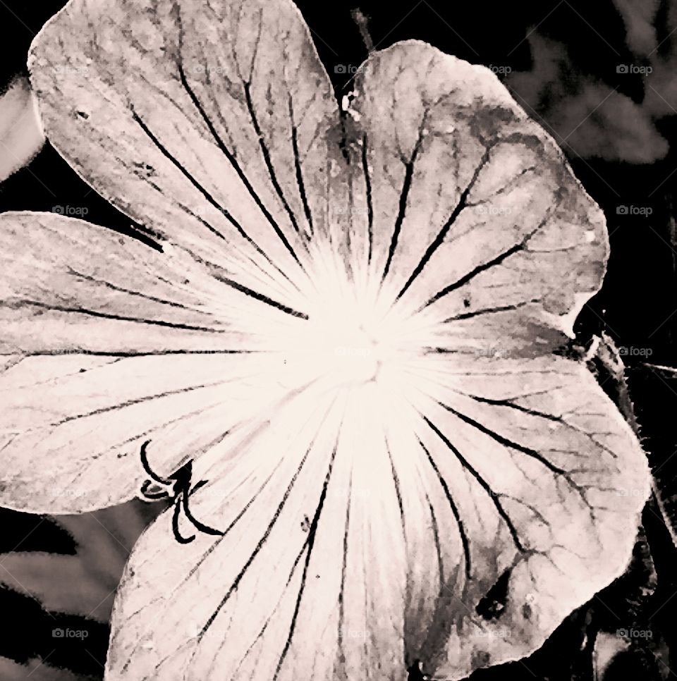 Inverted flower