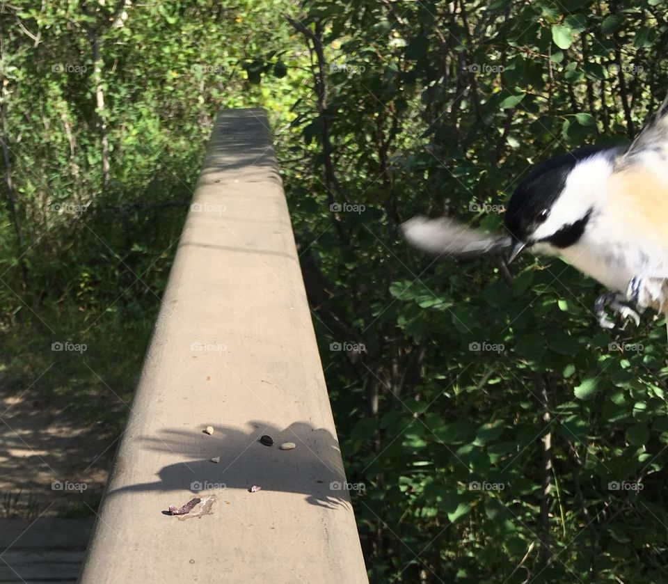 No Person, Bird, Outdoors, Nature, Water