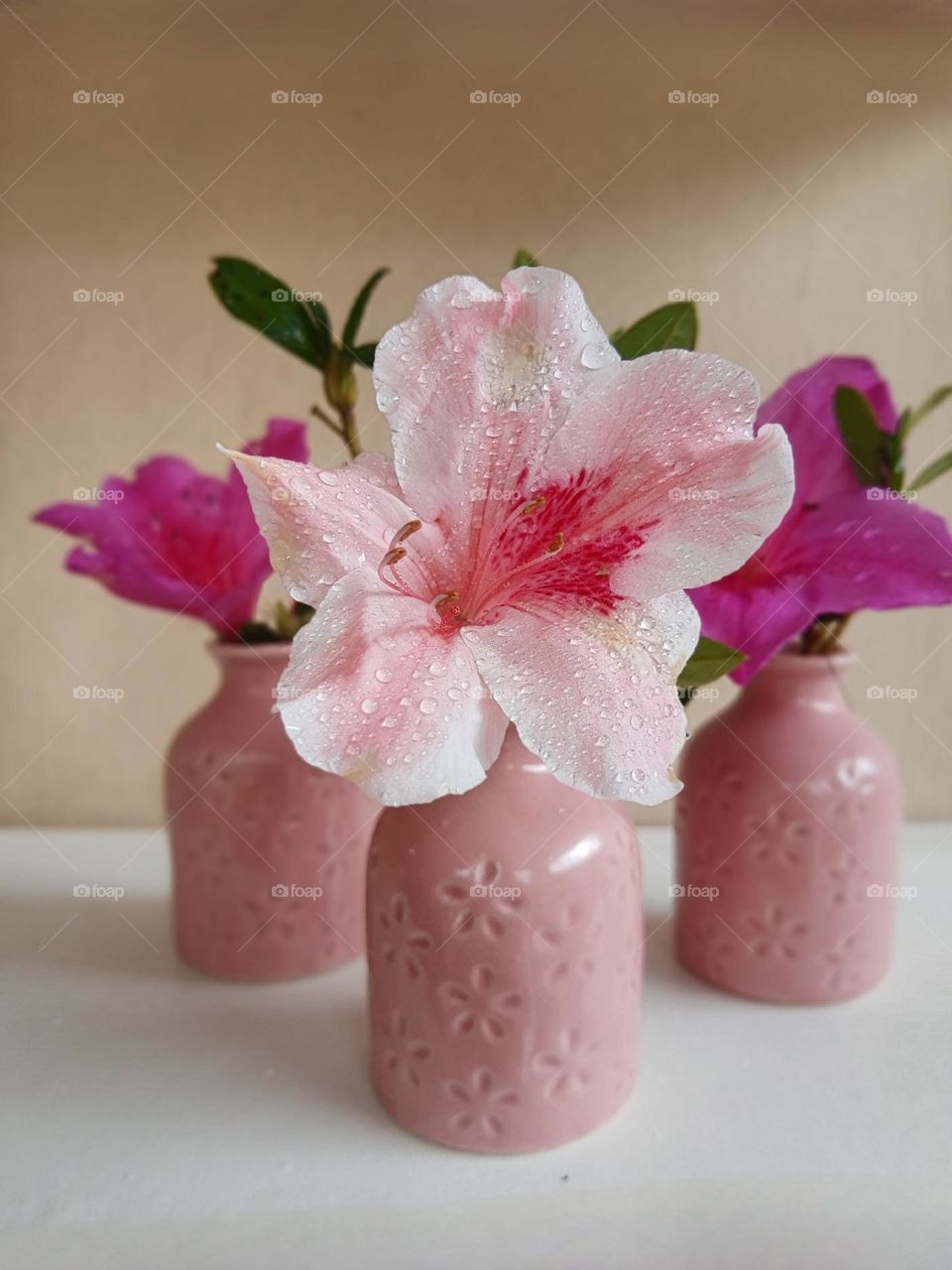 azaleas in vases