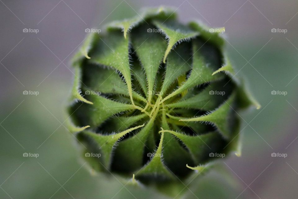 Bud of a sunflower