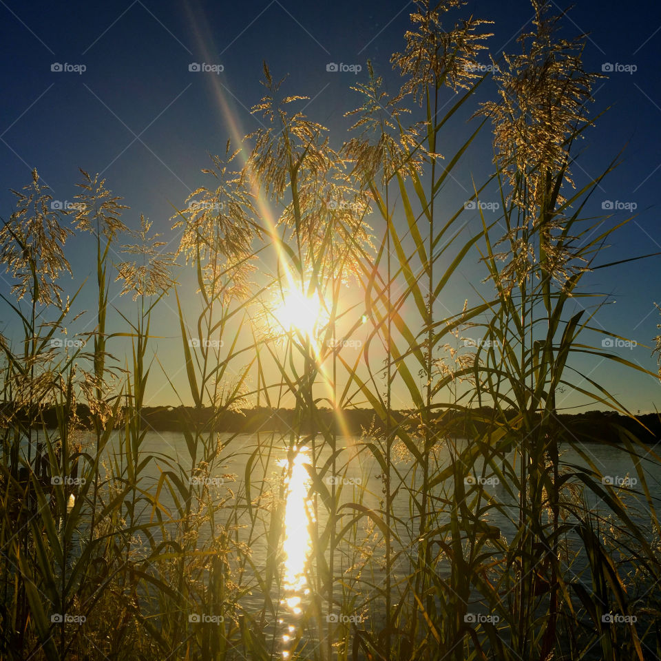 Close-up of plant in front of sea