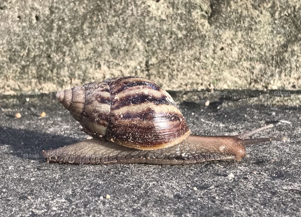 Snail on stair