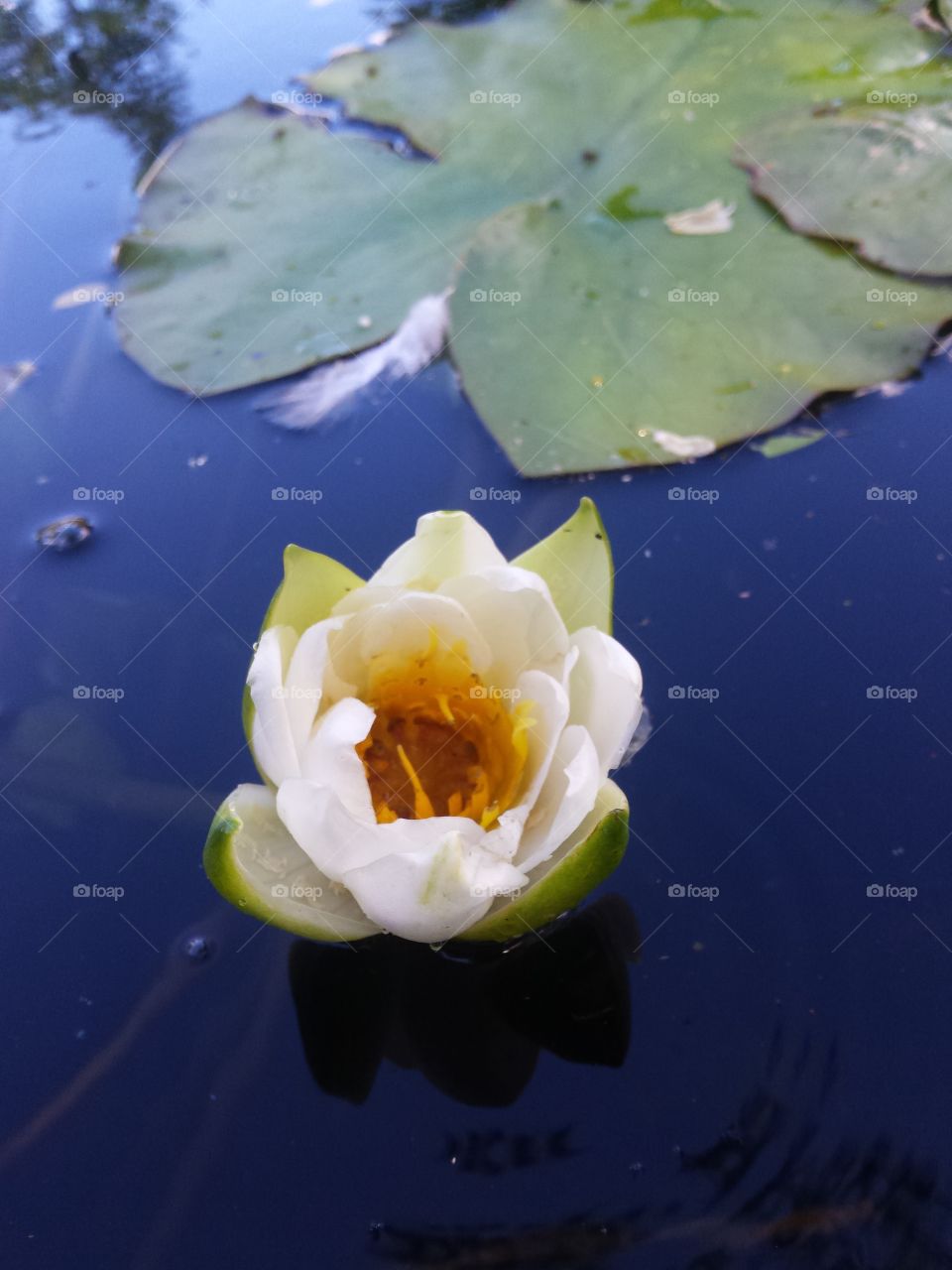 Lily in the water