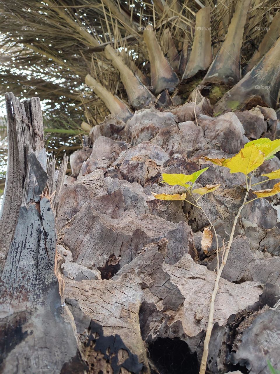 Tree growing out of a tree