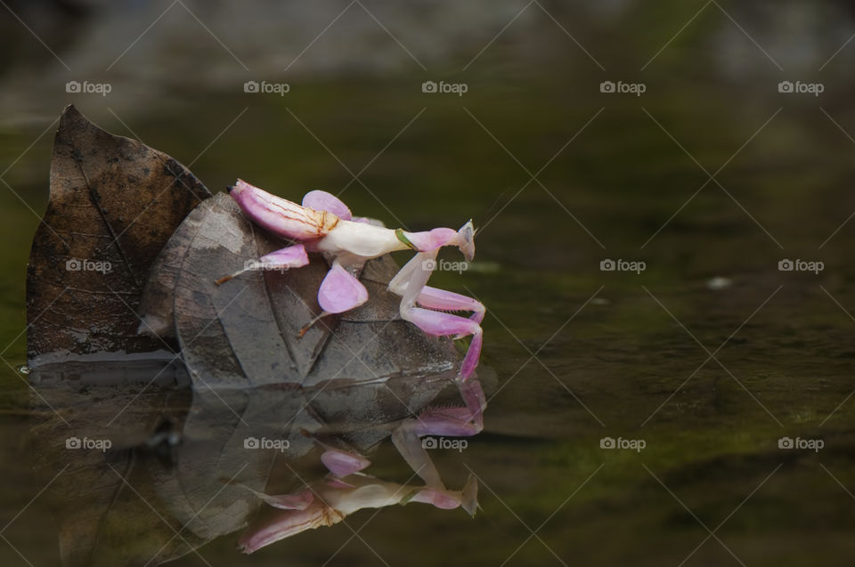 Reflection Mantis