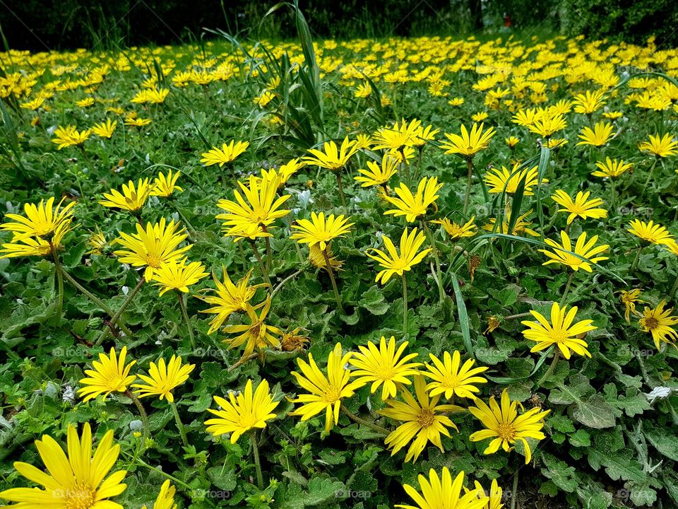 flowers and summer time, botanic garden 🌻🌻🌞🌞