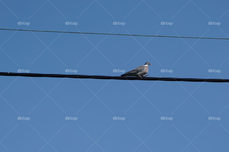 Lonesome pigeon lifting his leg as he/she walks along a wire