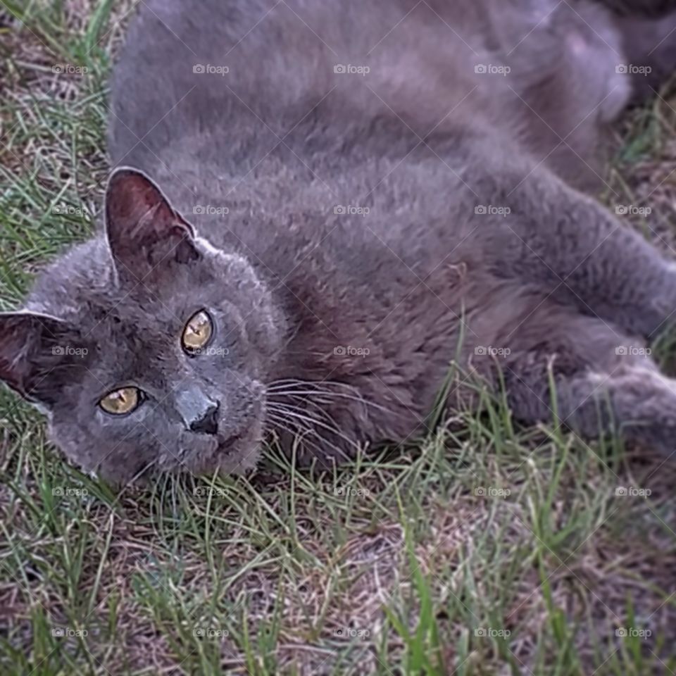 Rudi rolling in the grass