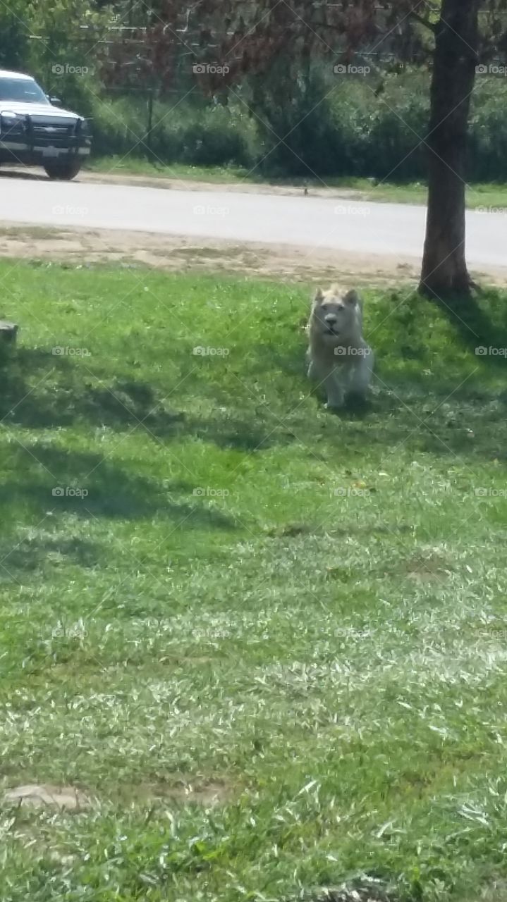 white lion