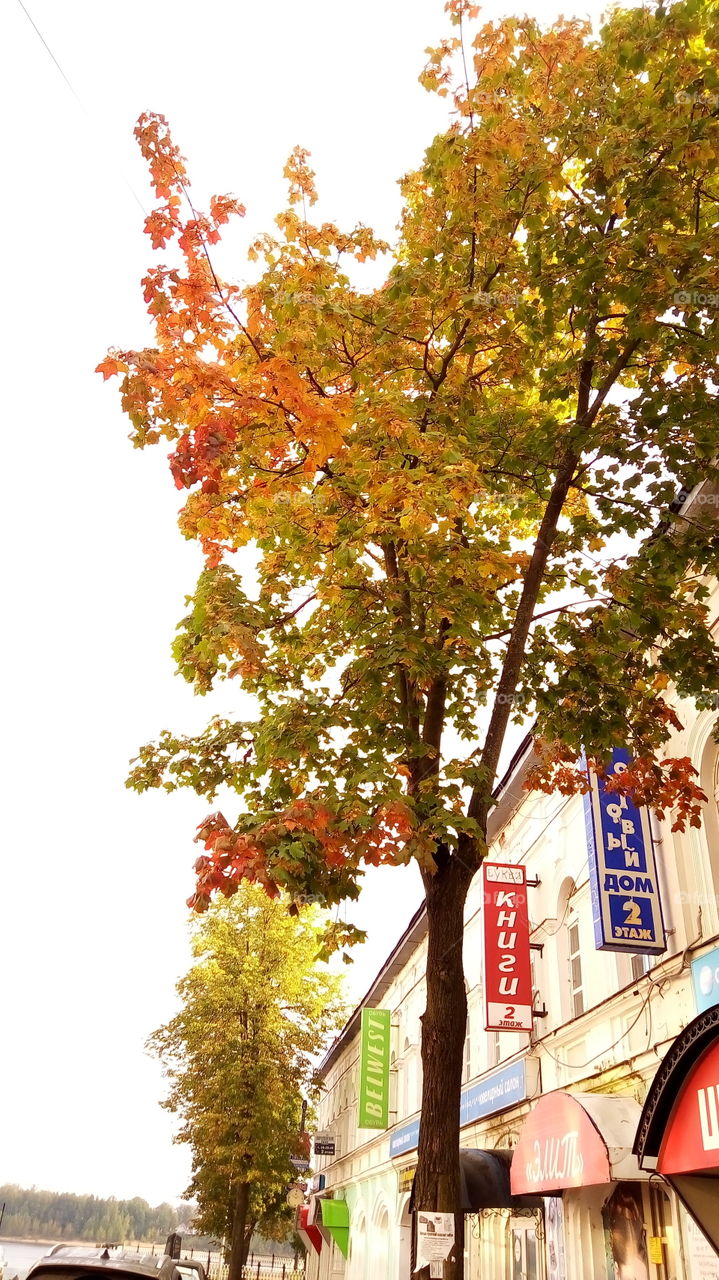 дерево.город.улица