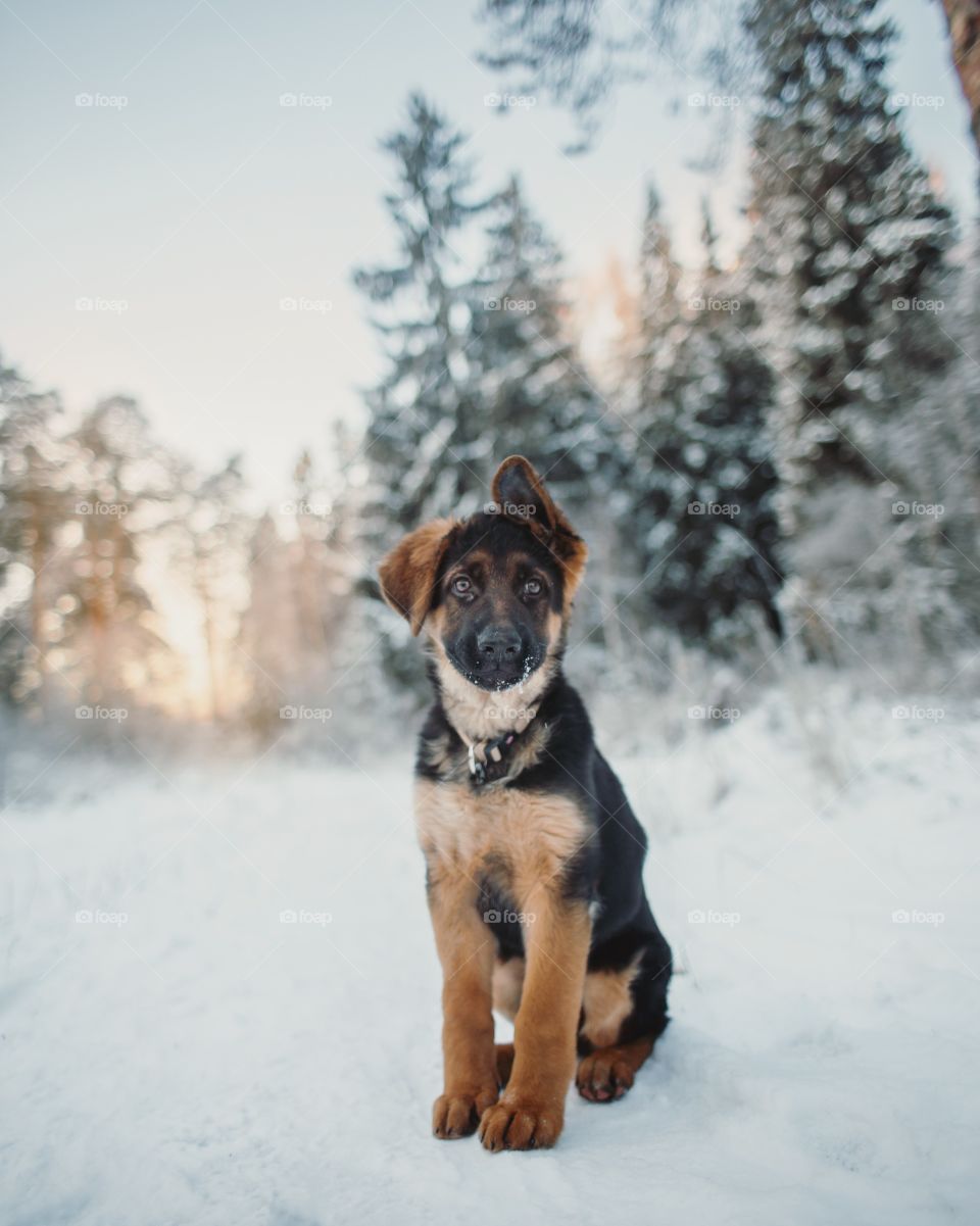 German shepherd puppy in a winter park 