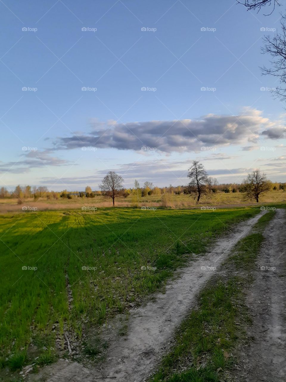 Green spring meadow behind the village at sunset