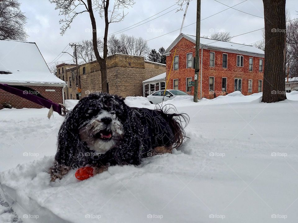 Snowy