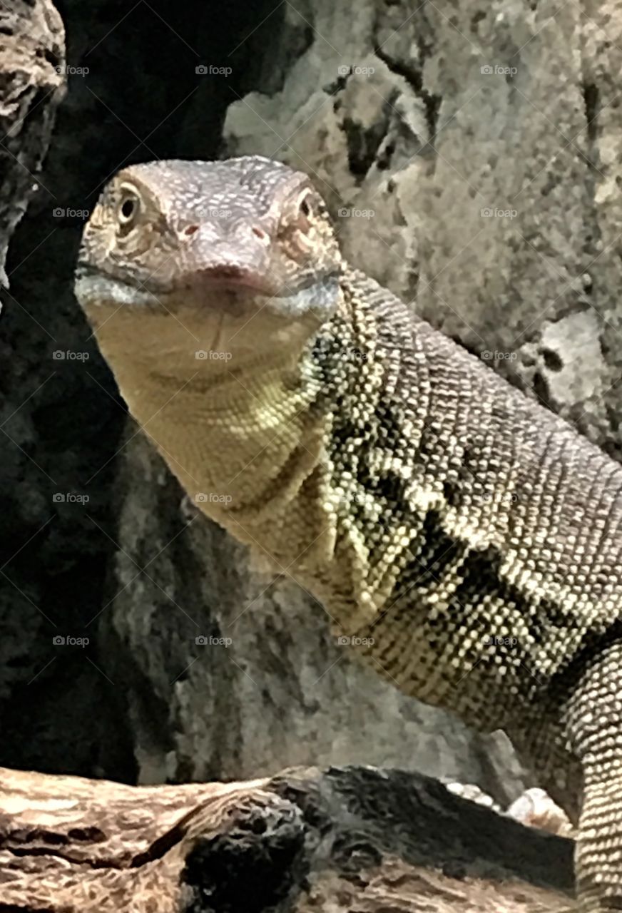 Monitor lizard 