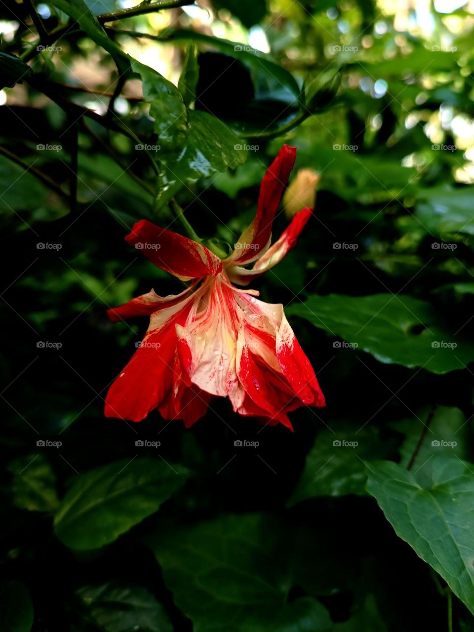 Verity in Hibiscus 🌺🌺 flower.