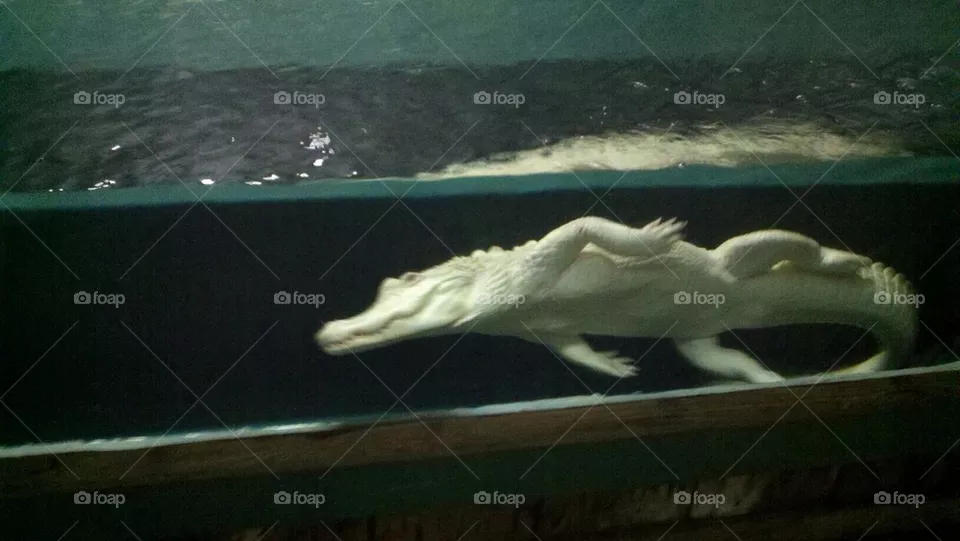 White Gator