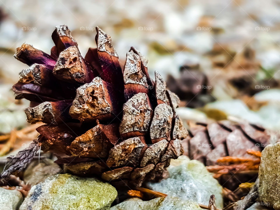 Pinecone