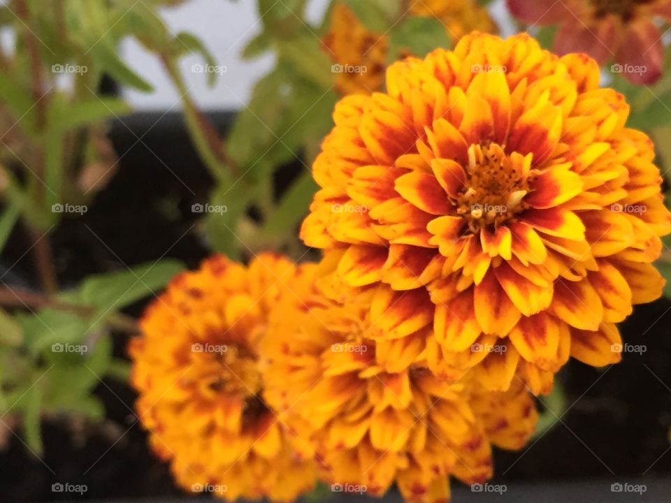 Orange flowers. Orange flowers