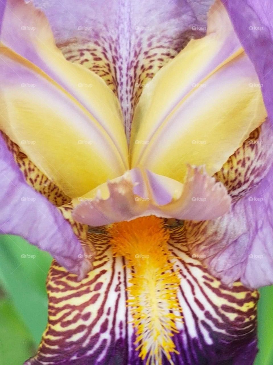 beard iris