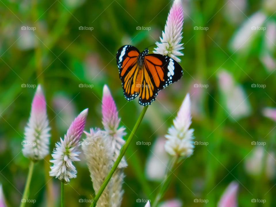 Brown coloured Stripped Tiger Butterfly on Celosia flower. Colourful beauty of a winged spread butterfly on a nectar filled Celosia flower .The sleek segmented stripped and spotted design on the wings display.