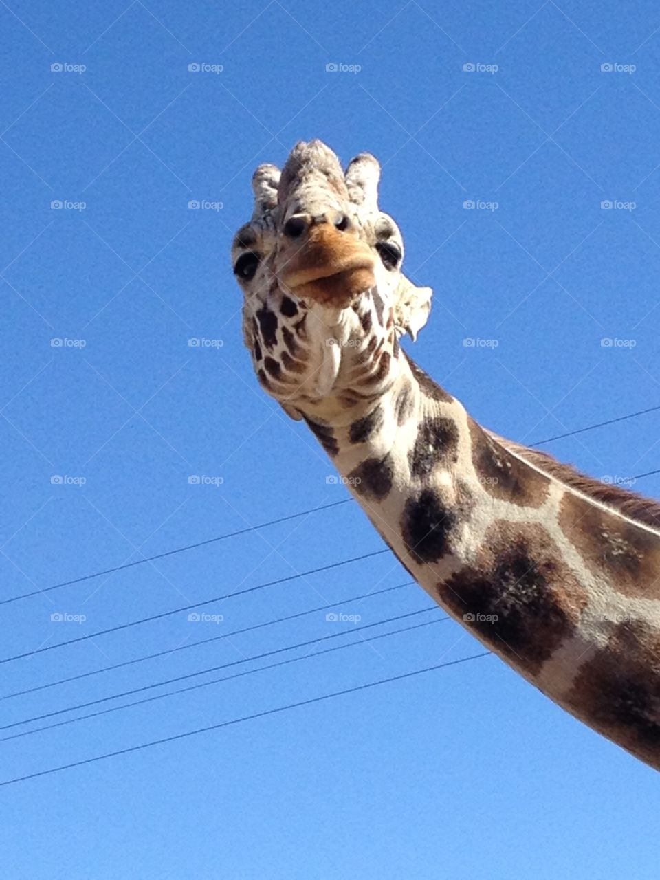 Smirking Giraffe