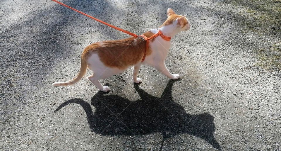 Shadow of the oriental shorthair