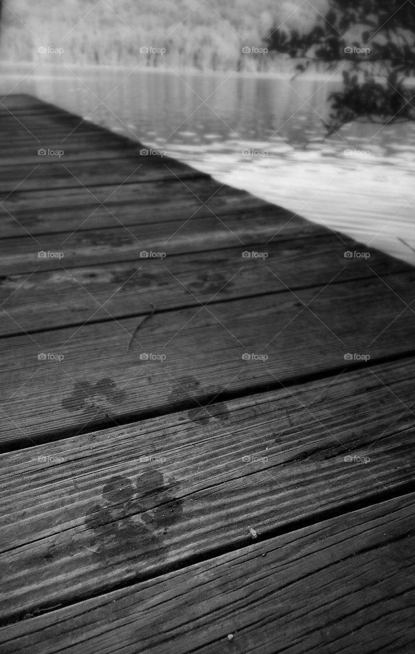 Paw Prints on the Dock
