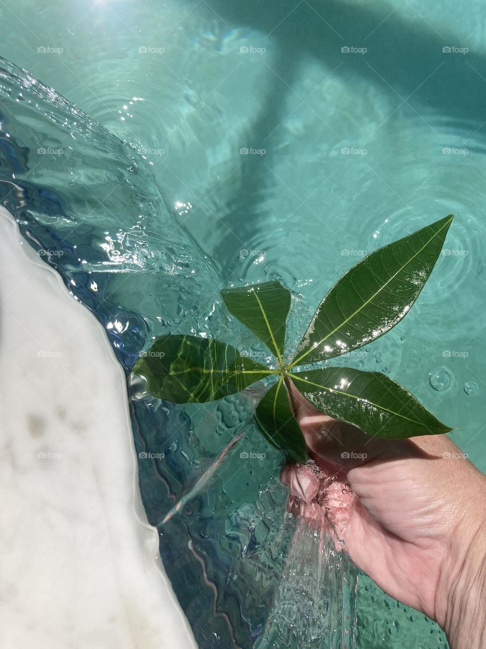 Leaf in water