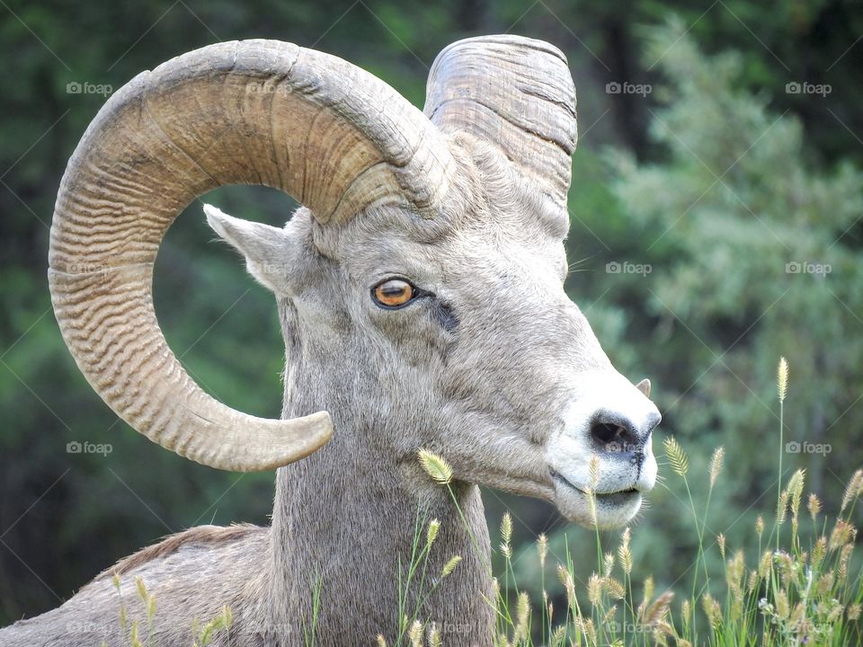 Bighorn sheep 