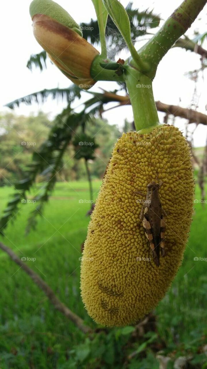 nangkA