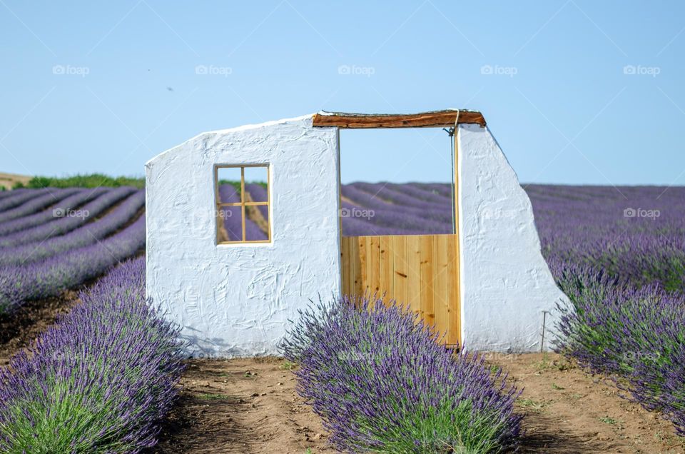 There is no House... But Purple Door Middle Lavender Field