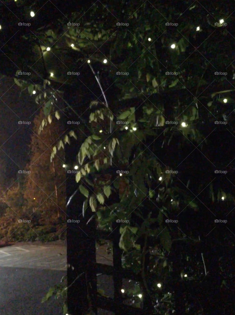 Close up view of climbing wisteria plant and fairy lights on wooden trellis arch outside a pub in the woods at night 