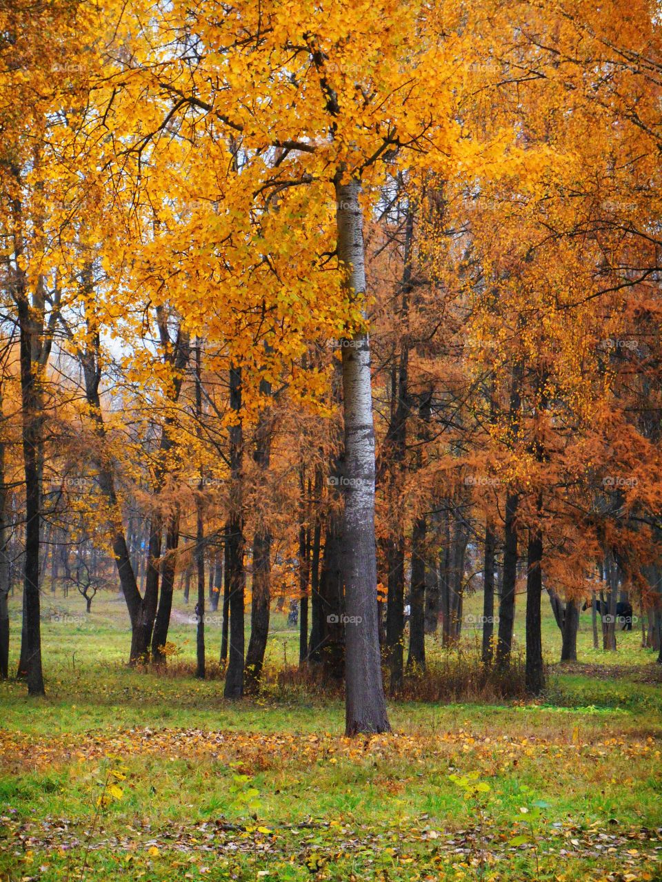 View of autumn trees