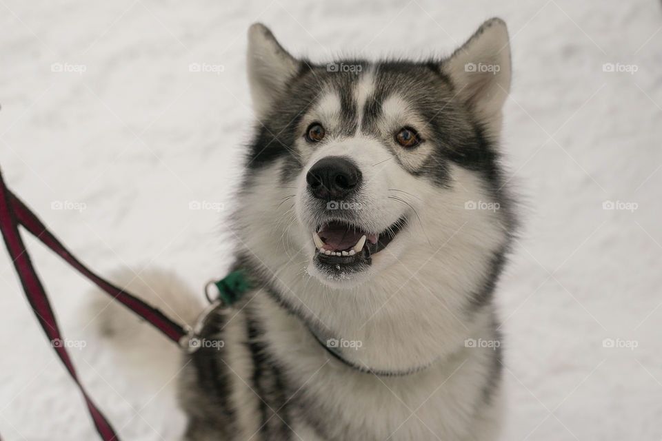 Portrait of a dog