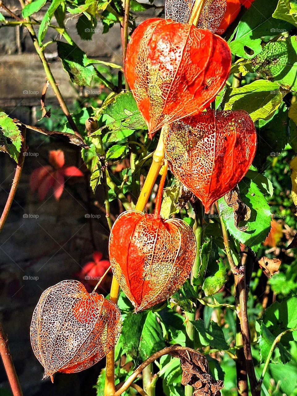 Bright orange magic lantern seedpods, some with net effect and orange seed pod with green foliage in the background