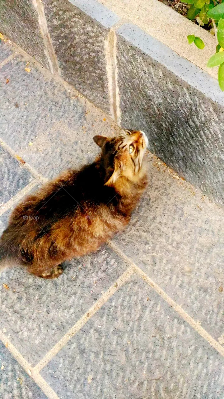 A domestic long-haired cat with mackerel fur and green eyes looking for preys on the Italian island of Ischia