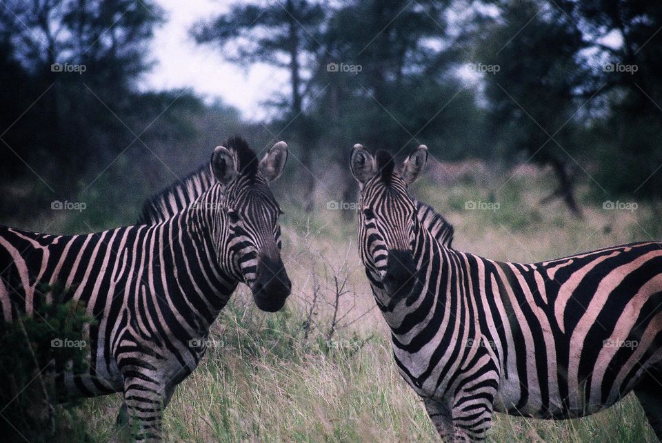 Zebras are beautiful creatures