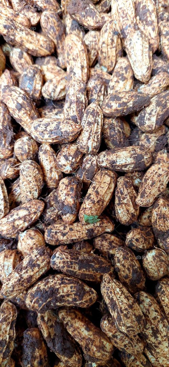 Peanuts are legumes or legumes belonging to the Fabaceae tribe that are cultivated, and are the second most important legume after soybeans in Indonesia.