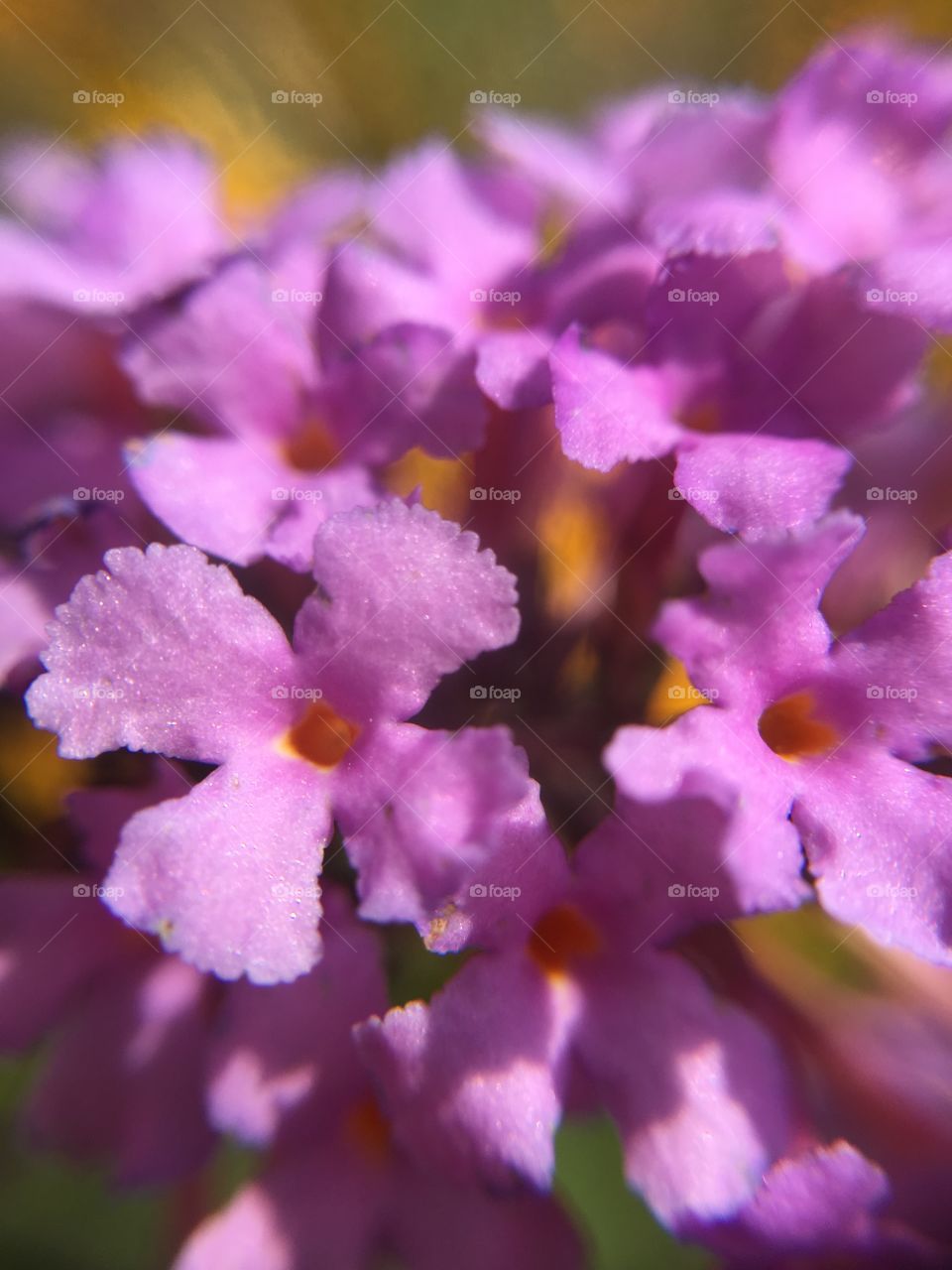 Pink flowers 