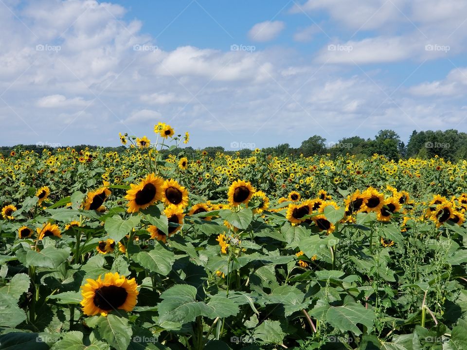A beautiful summer day taking photos of sunflowers