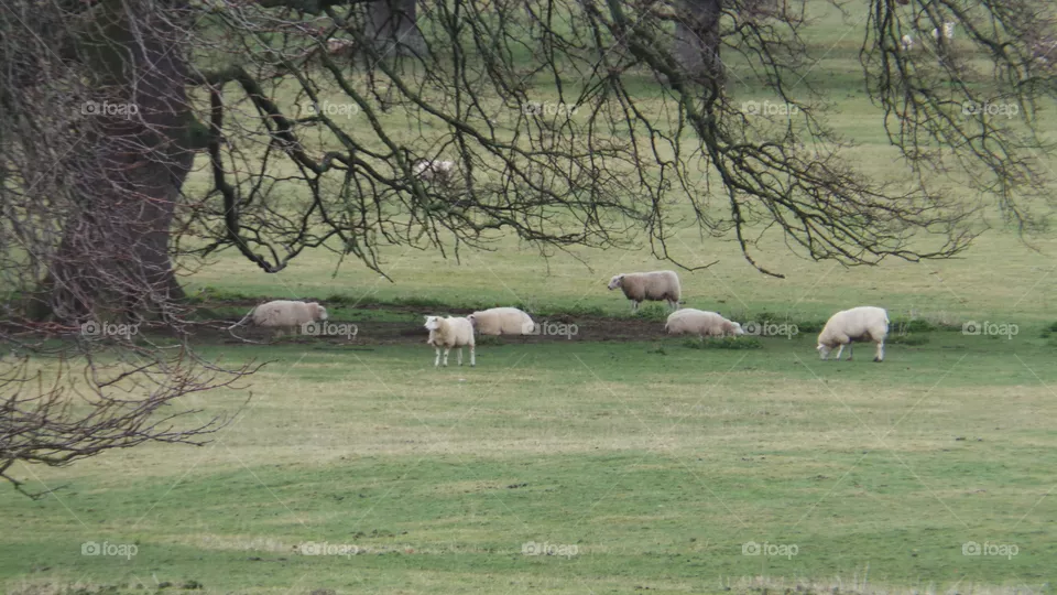 sheep