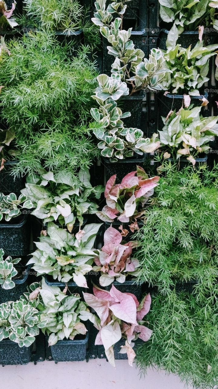 Vertical garden made by using small potted plants.