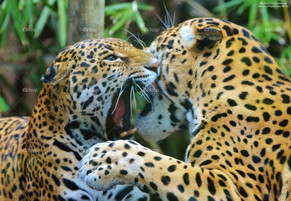 Jaguars Fighting