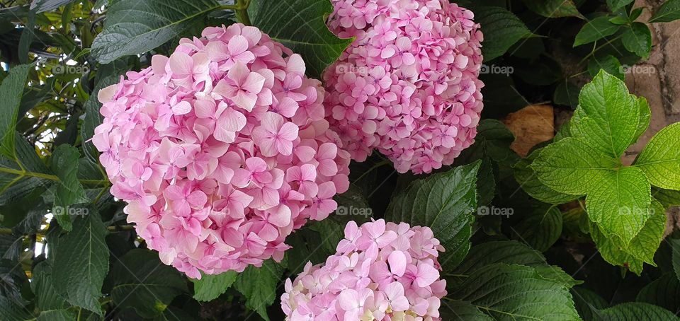 hortensia