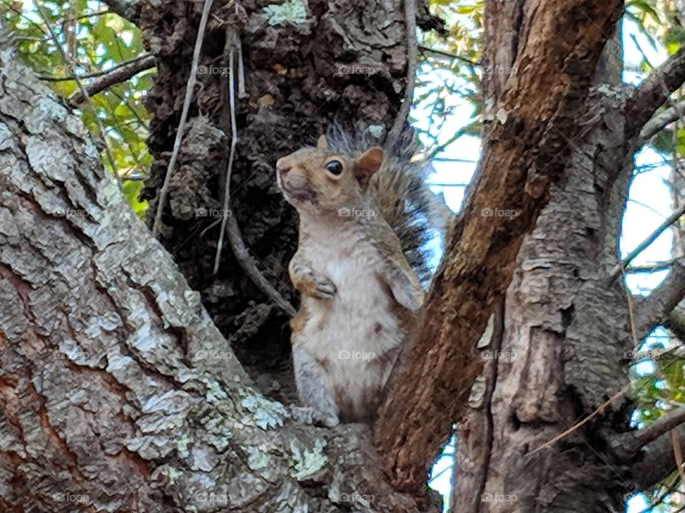 squirrel